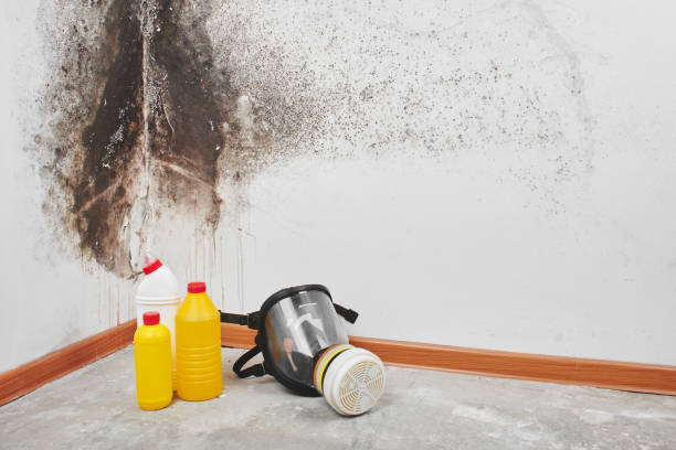 Best Black Mold Remediation in Stratford, WI
