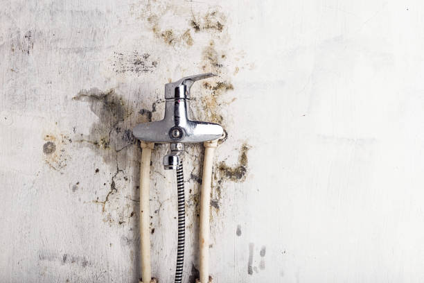 Best Kitchen Mold Remediation in Stratford, WI