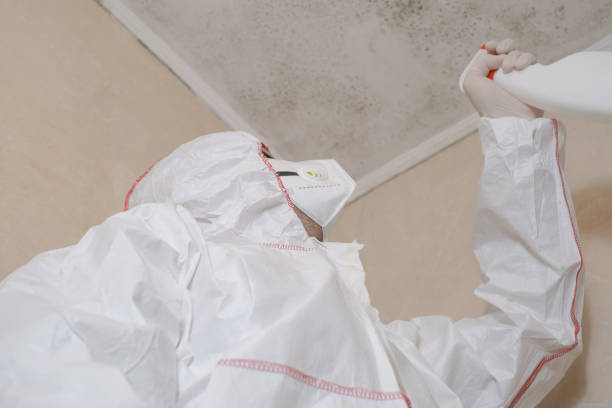 Best Commercial Mold Remediation in Stratford, WI