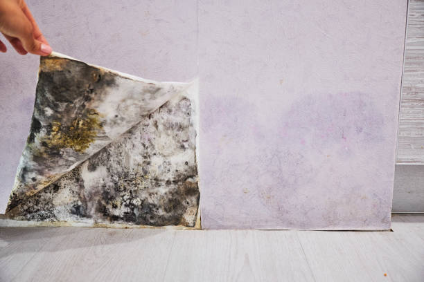 Best Attic Mold Remediation in Stratford, WI